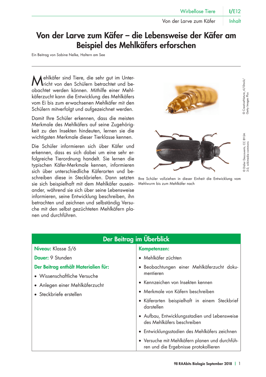Von der Larve zum Käfer