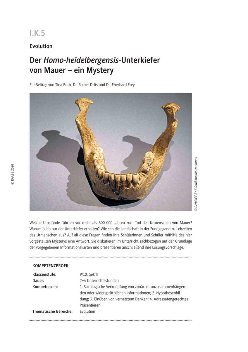 Der Homo-heidelbergensis-Unterkiefer von Mauer
