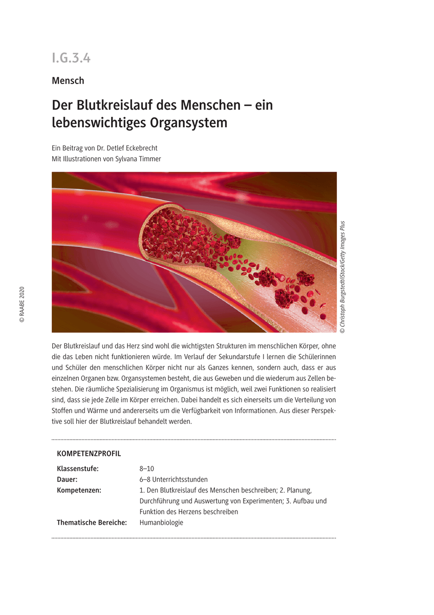 Der Blutkreislauf des Menschen