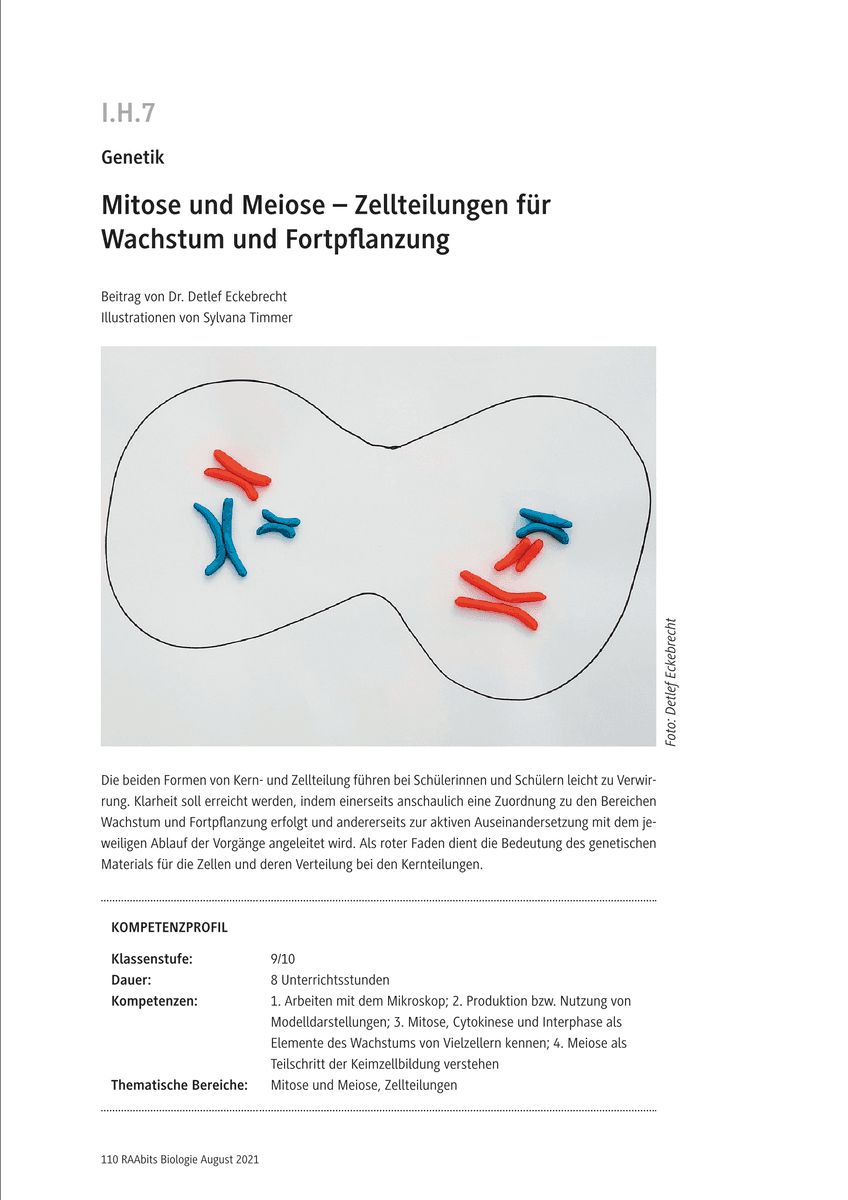 Mitose und Meiose