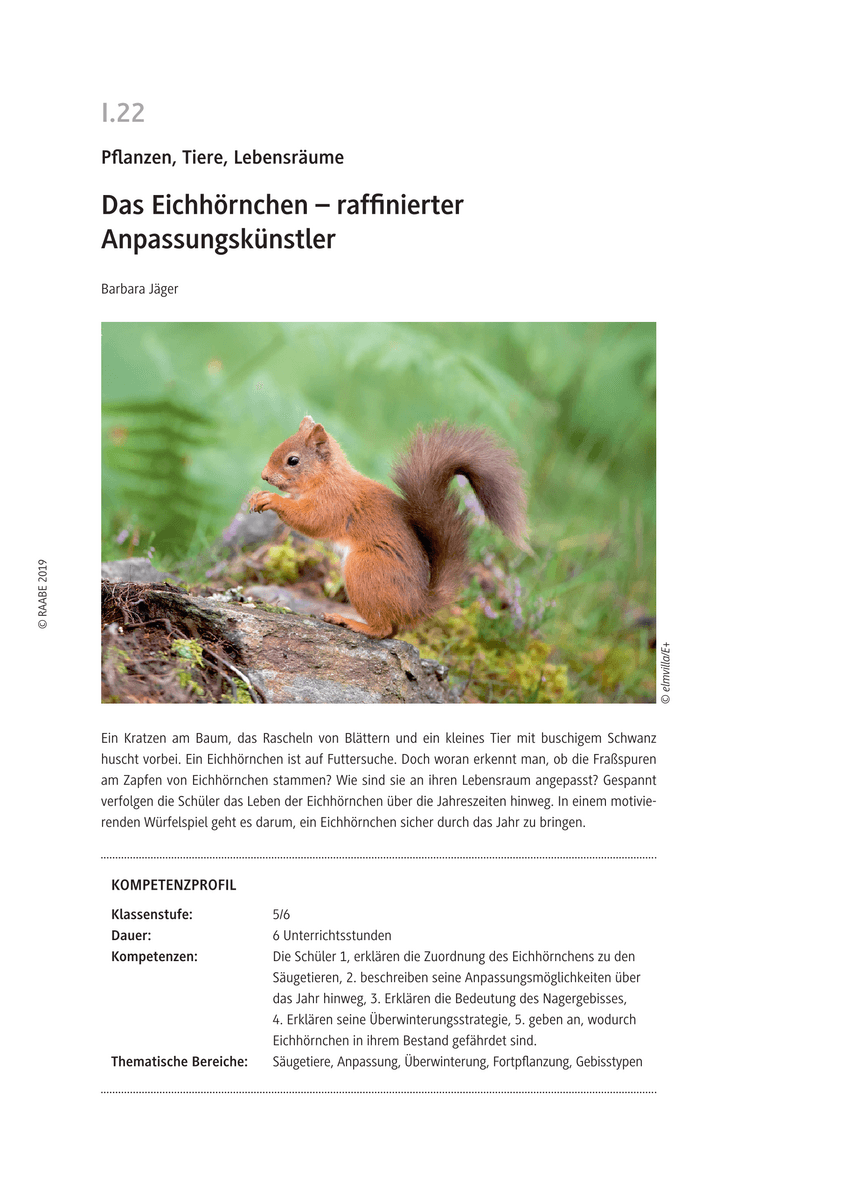 Das Eichhörnchen