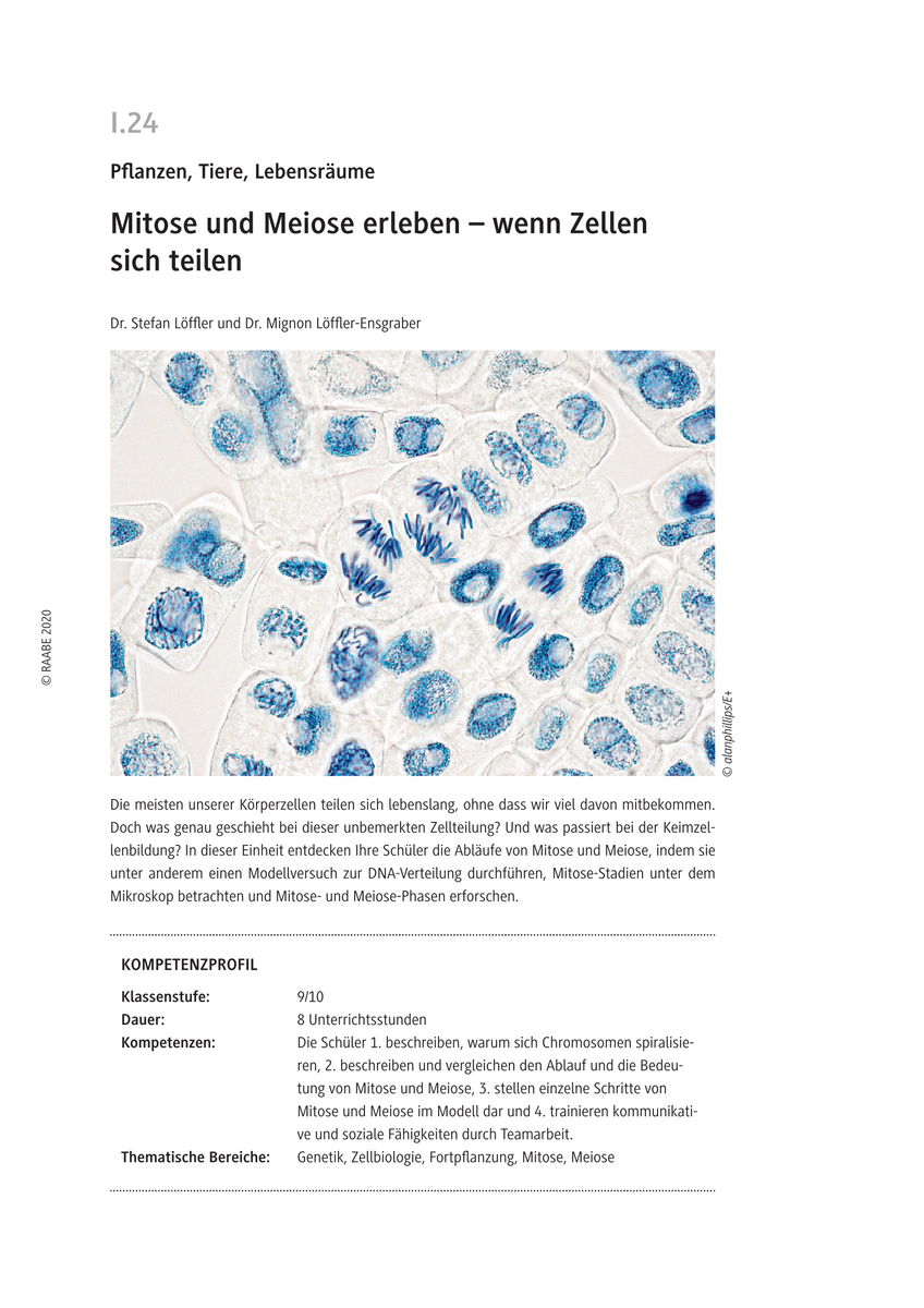 Mitose und Meiose erleben