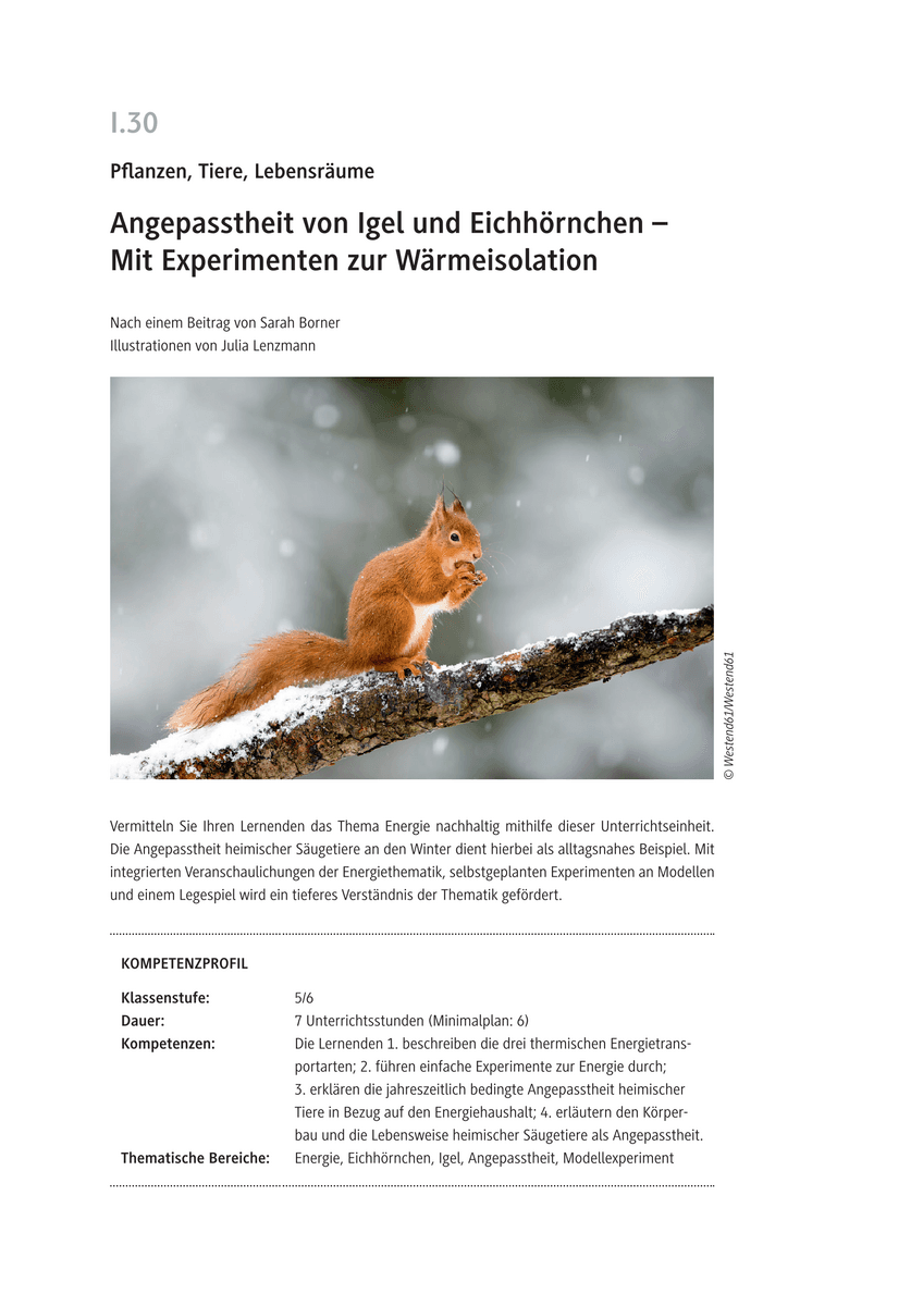 Angepasstheit von Igel und Eichhörnchen