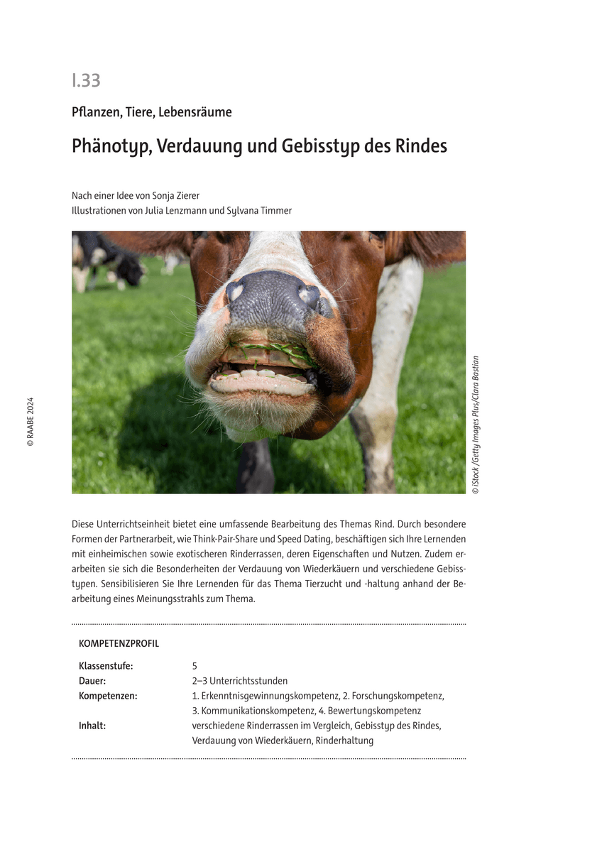Phänotyp, Verdauung und Gebisstyp des Rindes