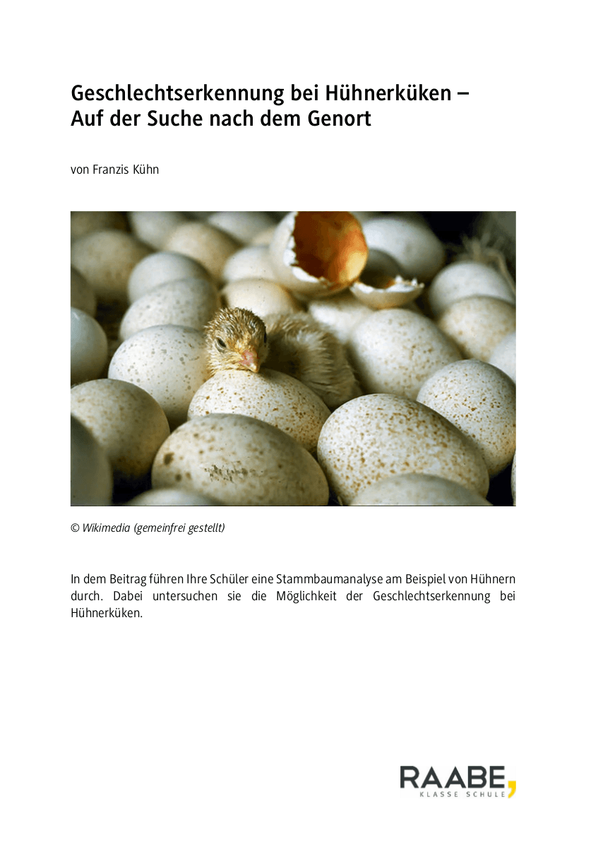 Geschlechtserkennung bei Hühnerküken