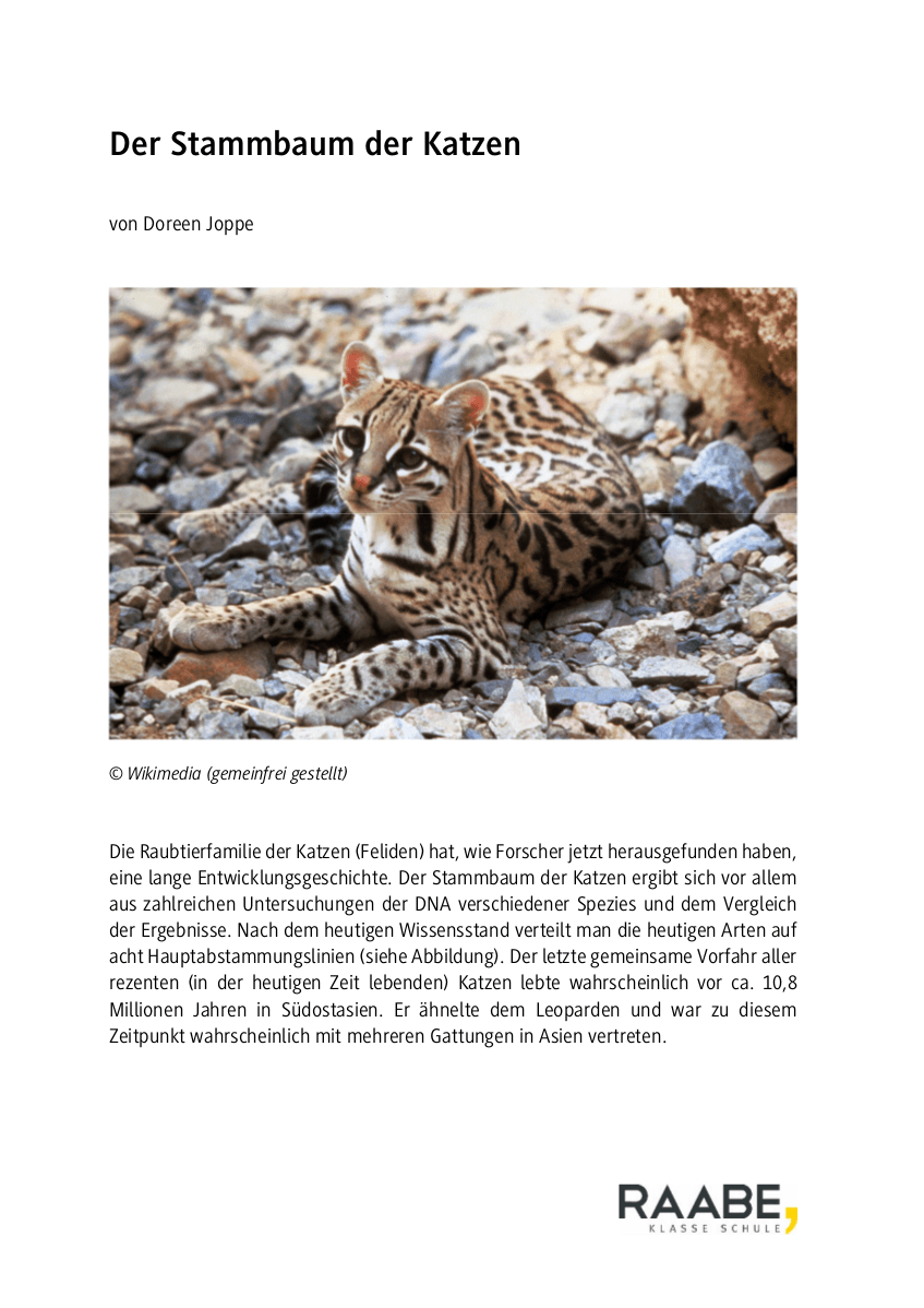 Stammbaum der Katzen