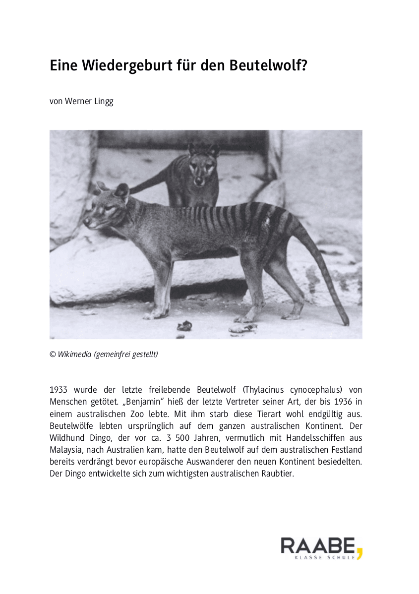 Eine Wiedergeburt für den Beutelwolf?