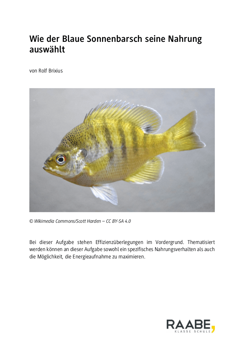 Wie der Blaue Sonnenbarsch seine Nahrung auswählt