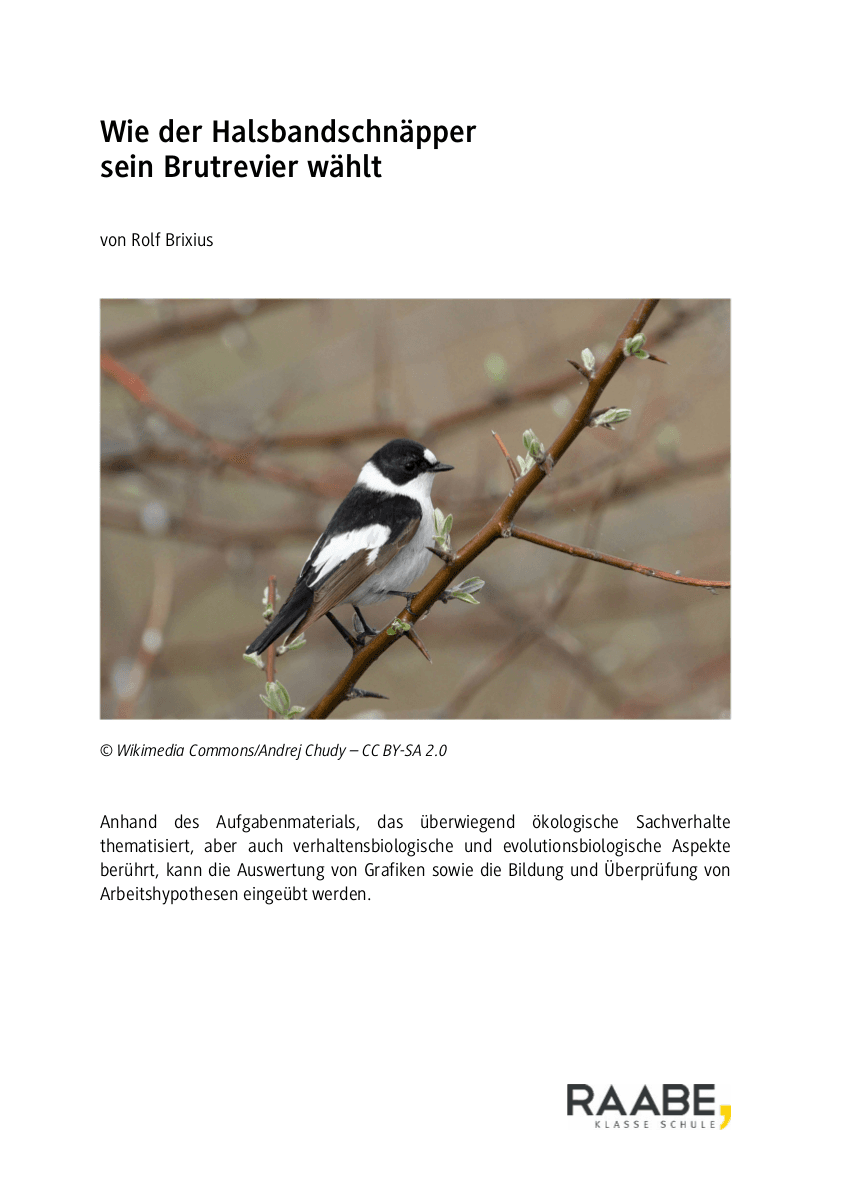 Wie der Halsbandschnäpper sein Brutrevier wählt