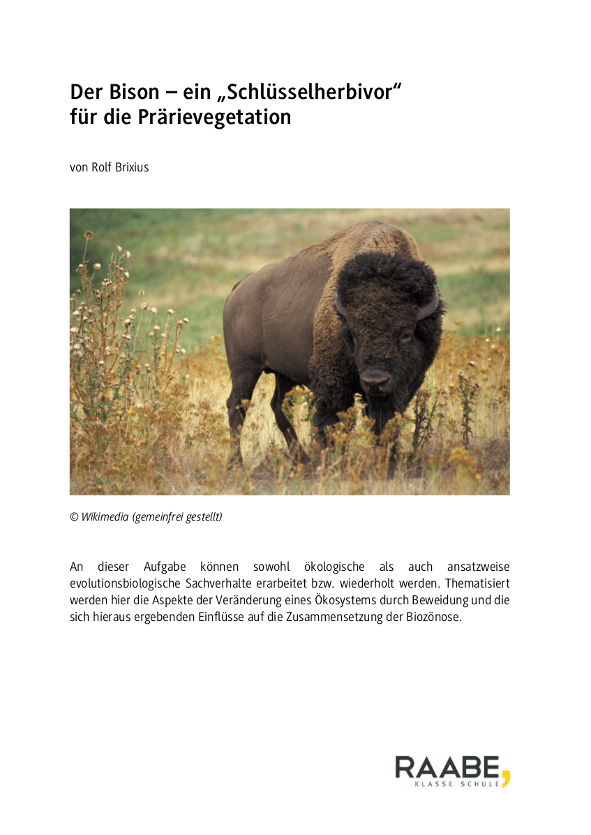 Der Bison