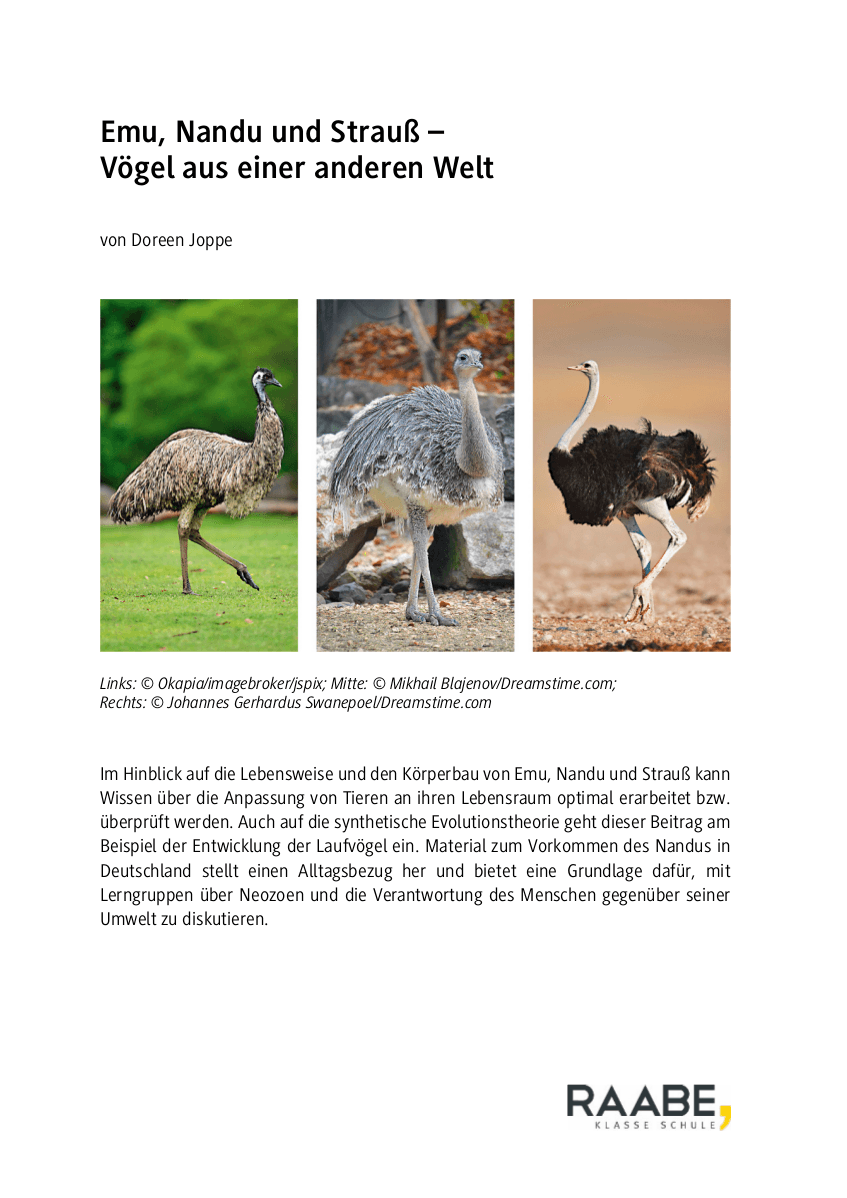 Emu, Nandu und Strauß