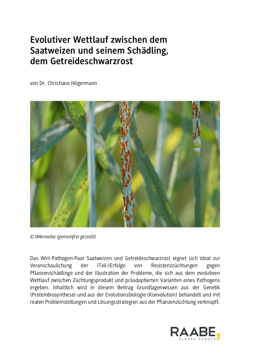 Evolutiver Wettlauf zwischen dem Saatweizen und dem Getreideschwarzrost