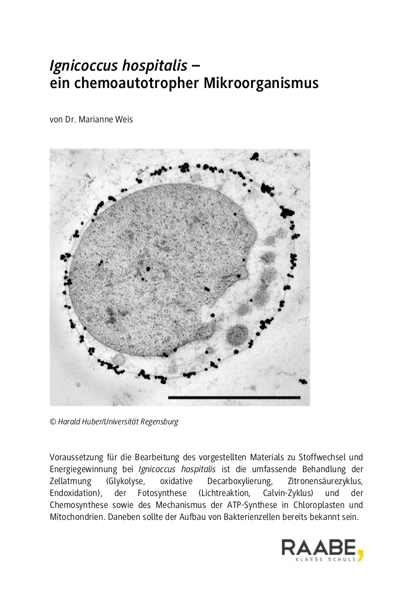 Ignicoccus hospitalis