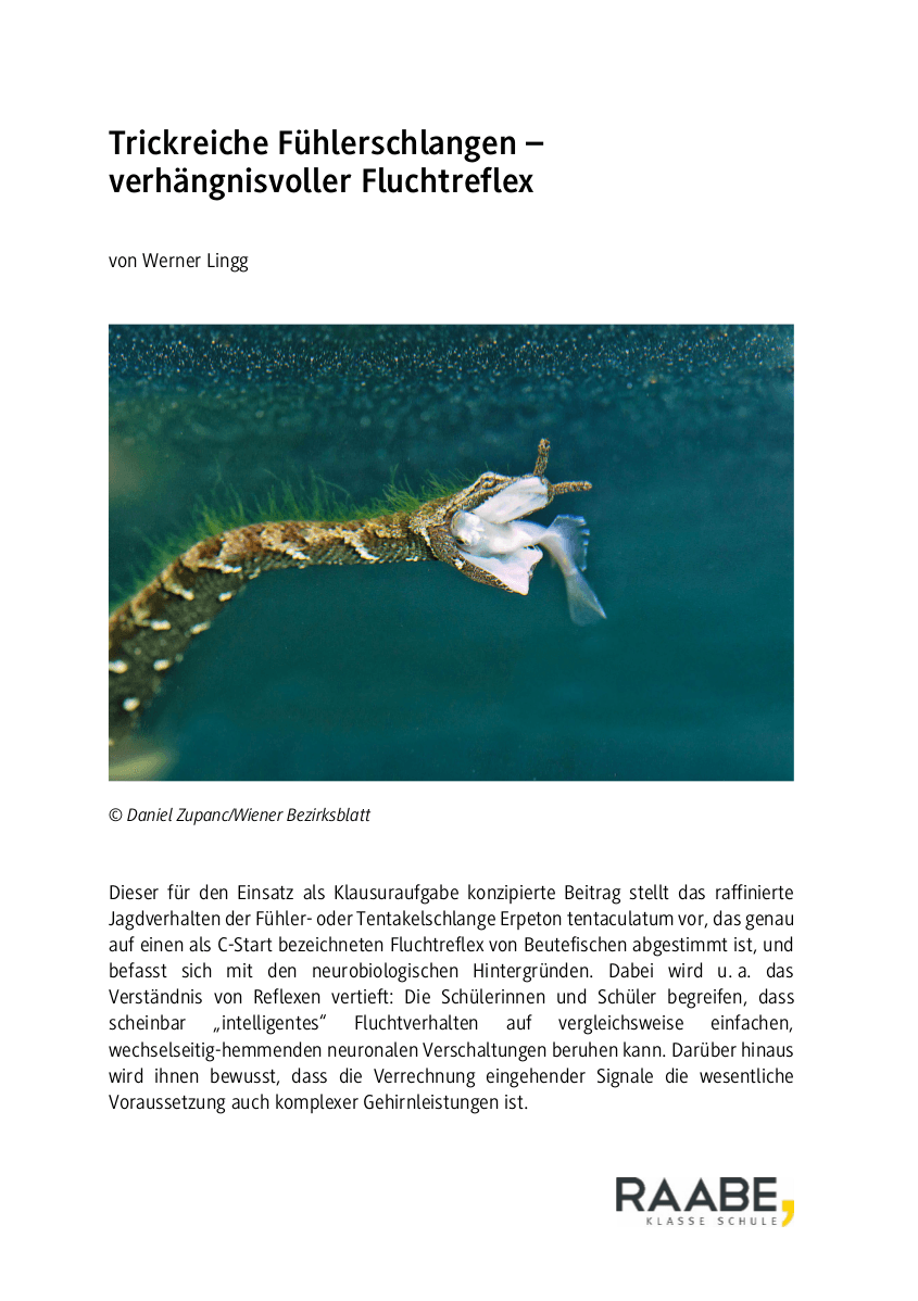 Trickreiche Fühlerschlangen