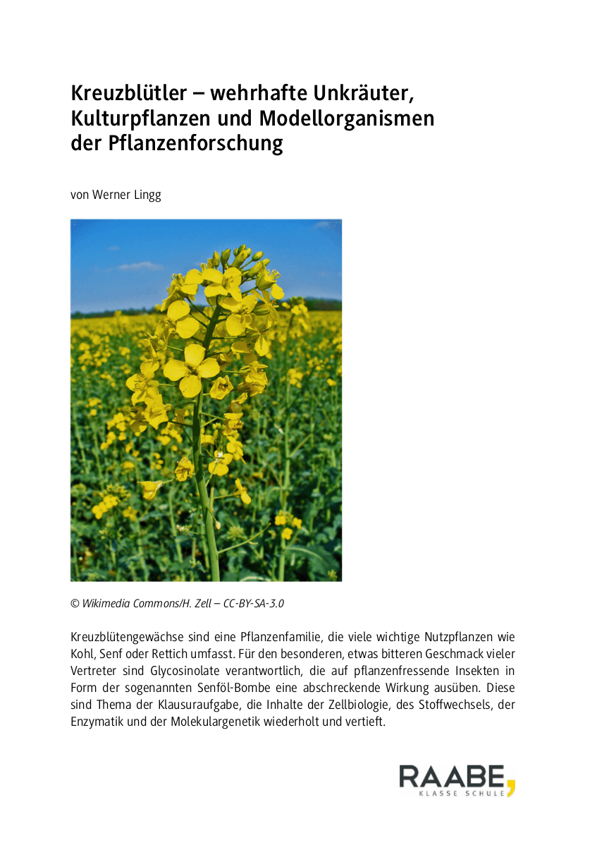 Kreuzblütler