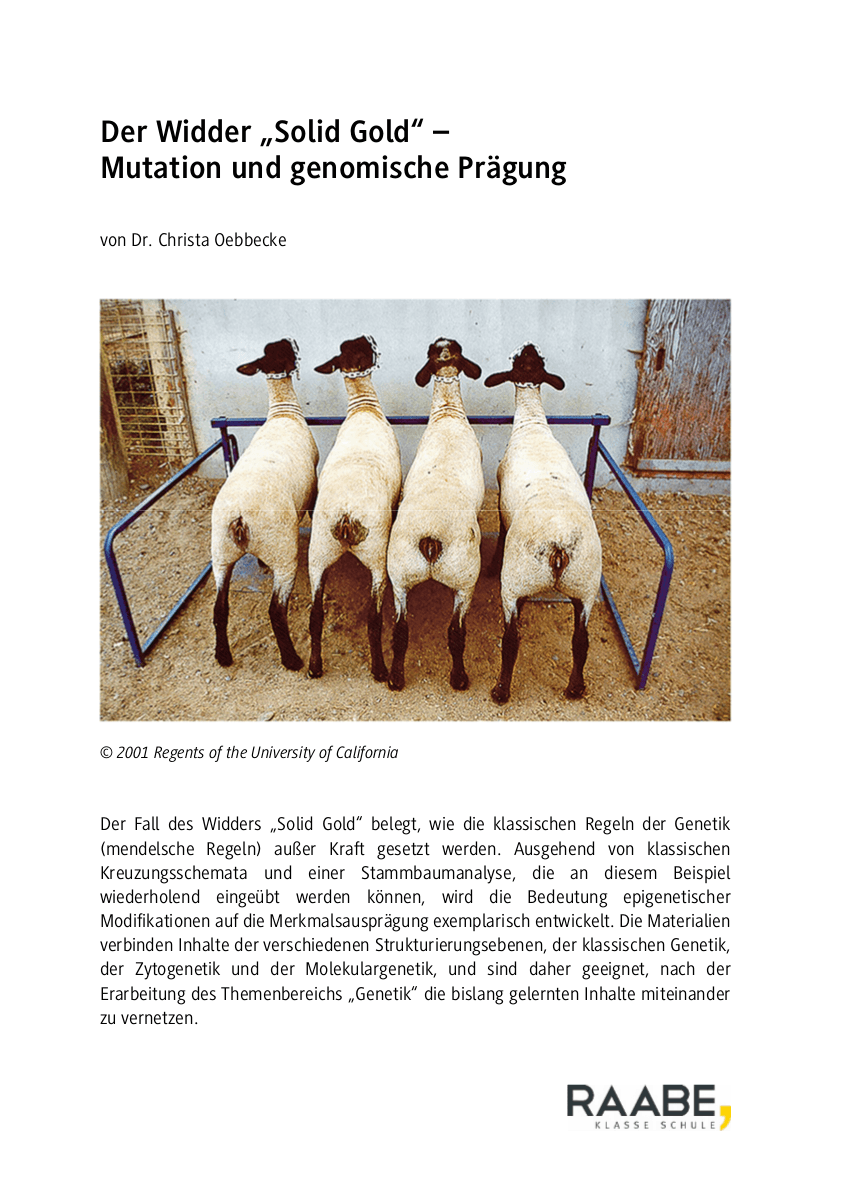 Der Widder "Solid Gold"