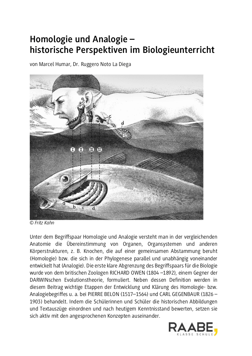 Homologie und Analogie