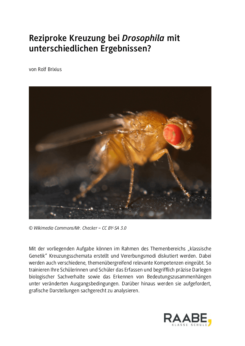 Reziproke Kreuzung bei Drosophila mit unterschiedlichen Ergebnissen?