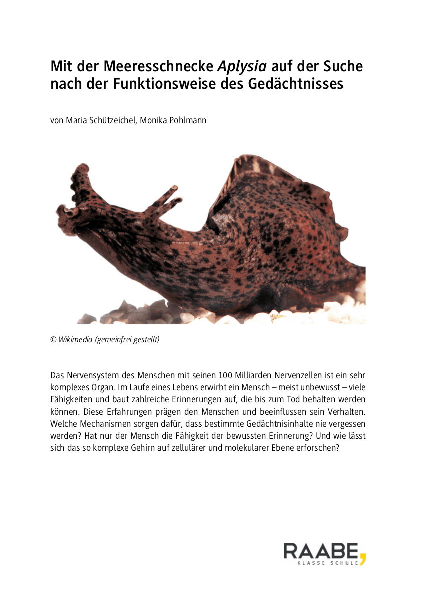 Mit Aplysia auf der Suche nach der Funktionsweise des Gedächtnisses