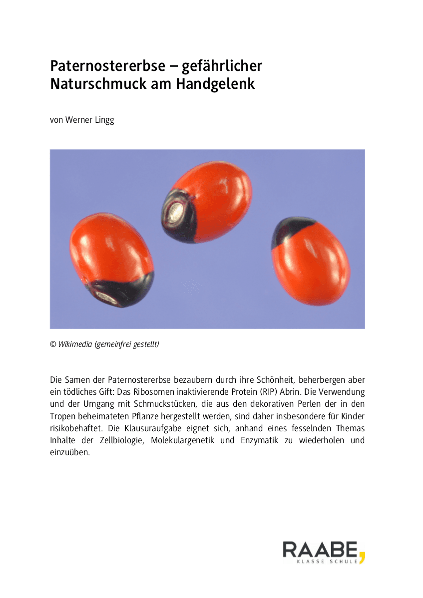 Paternostererbse - gefährlicher Naturschmuck am Handgelenk