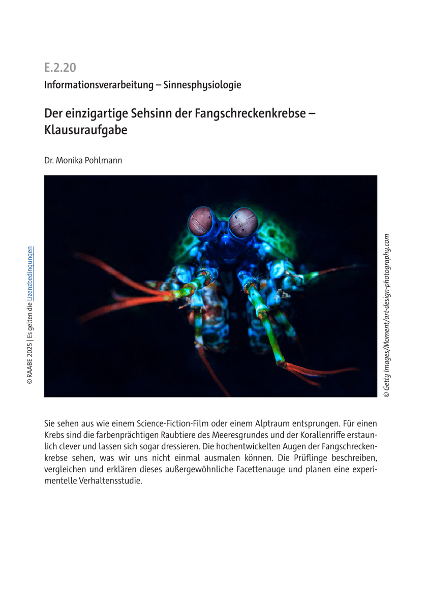 Der einzigartige Sehsinn der Fangschreckenkrebse