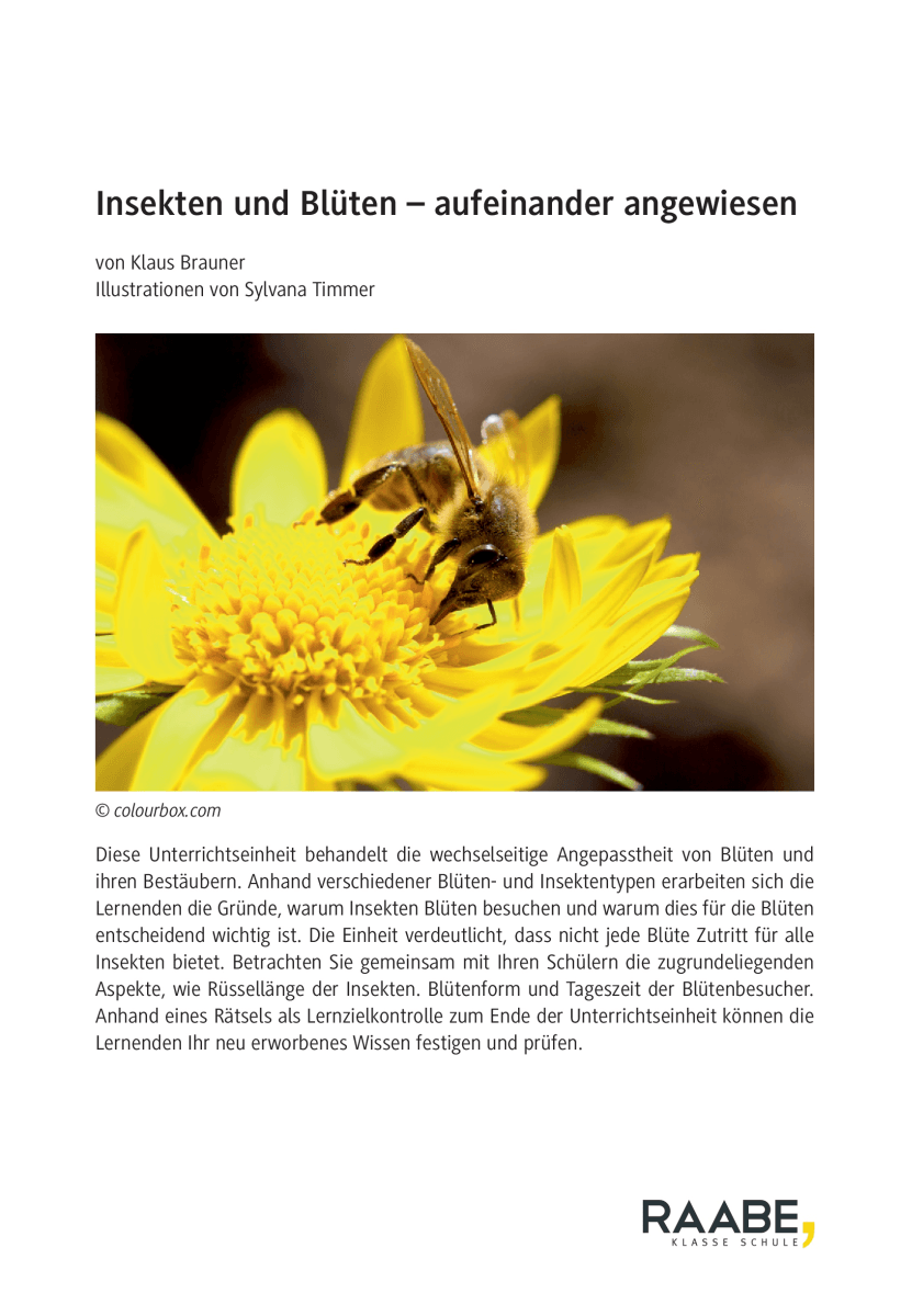 Insekten und Blüten