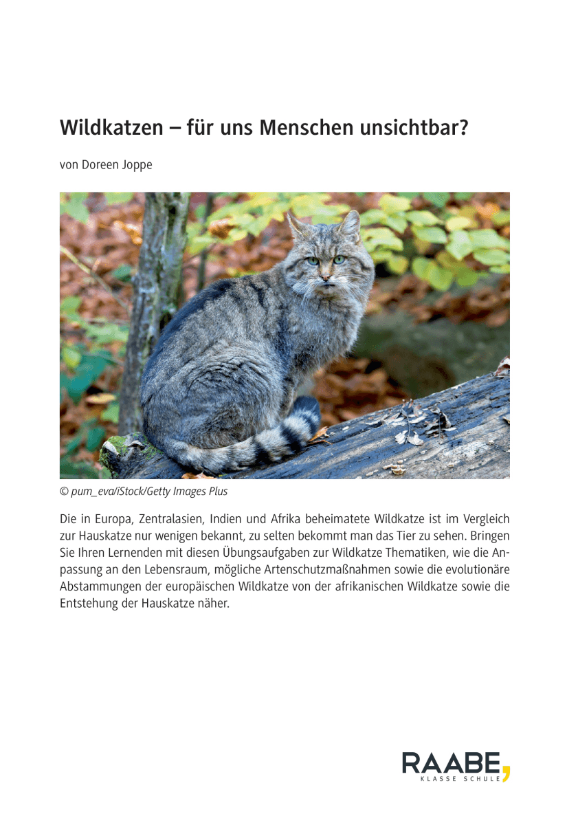 Wildkatzen