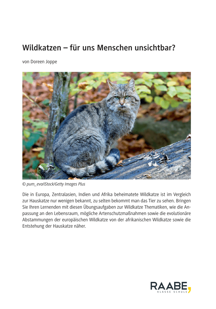 Wildkatzen