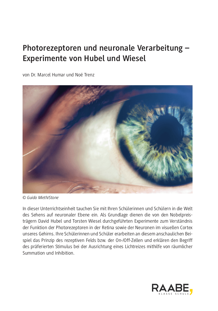 Photorezeptoren und neuronale Verarbeitung