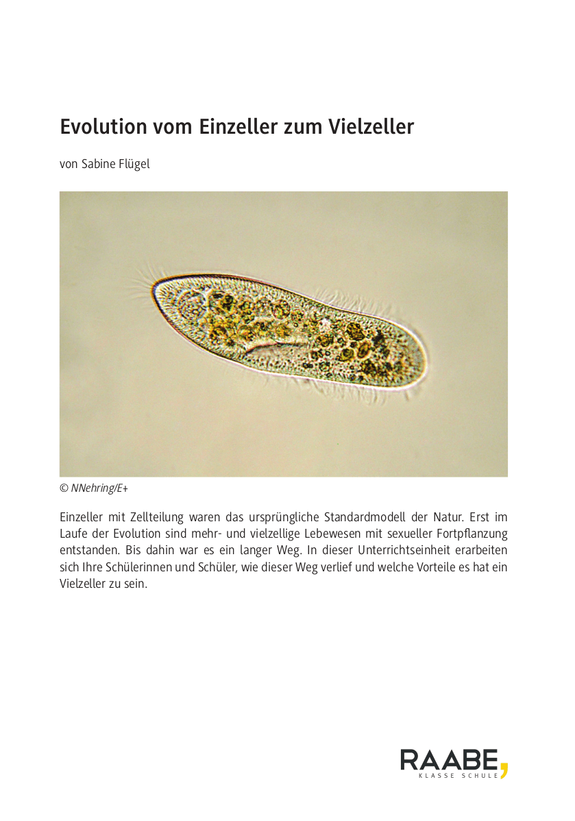 Evolution vom Einzeller zum Vielzeller