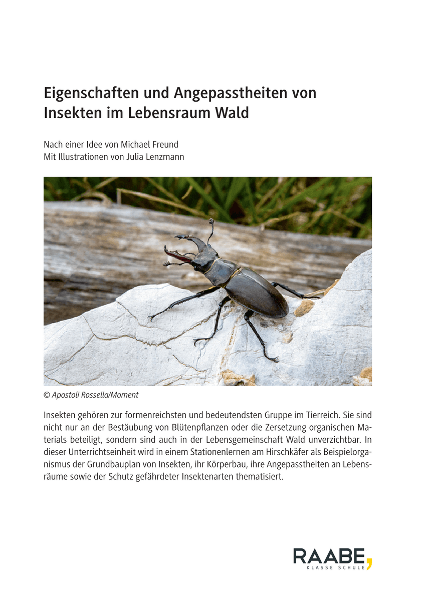 Eigenschaften und Angepasstheiten von Insekten im Lebensraum Wald
