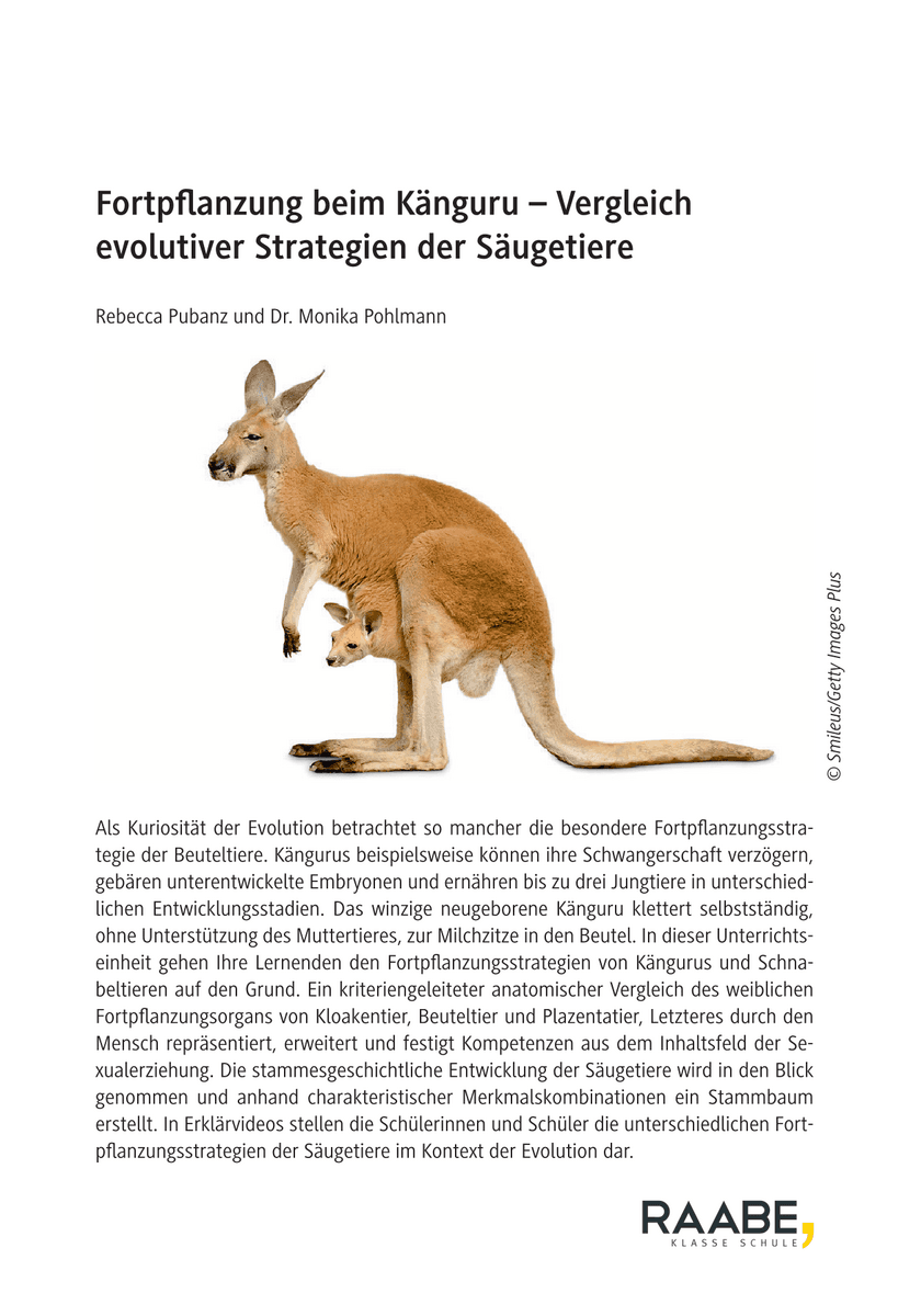 Fortpflanzung beim Känguru
