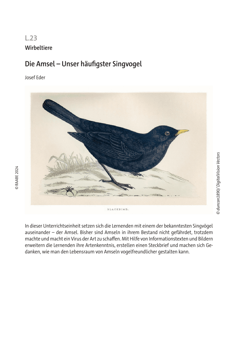 Die Amsel
