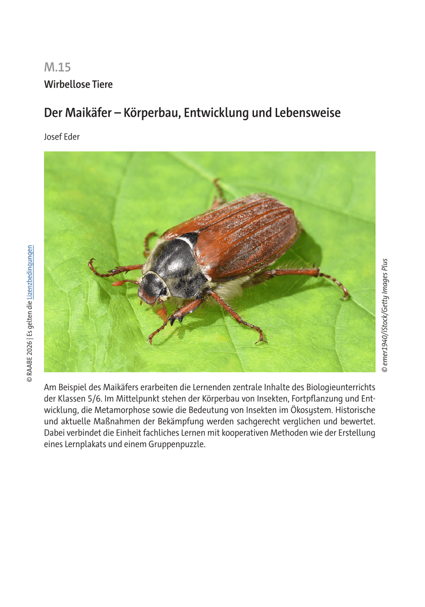 Der Maikäfer