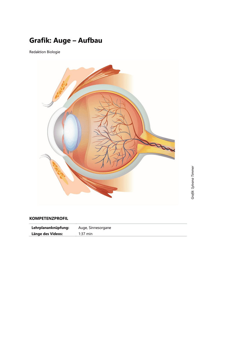 Grafik: Auge – Aufbau