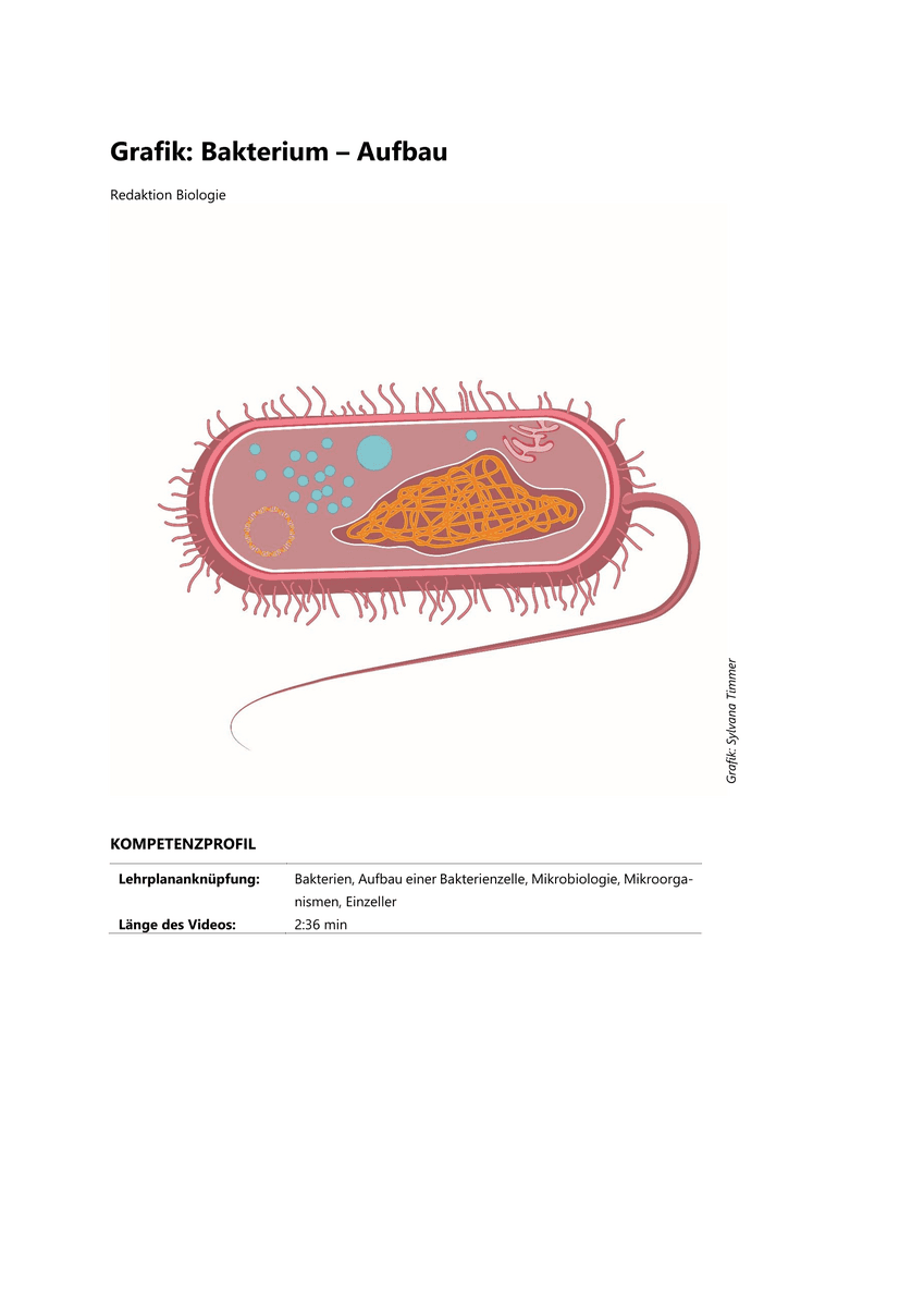 Grafik: Bakterium – Aufbau