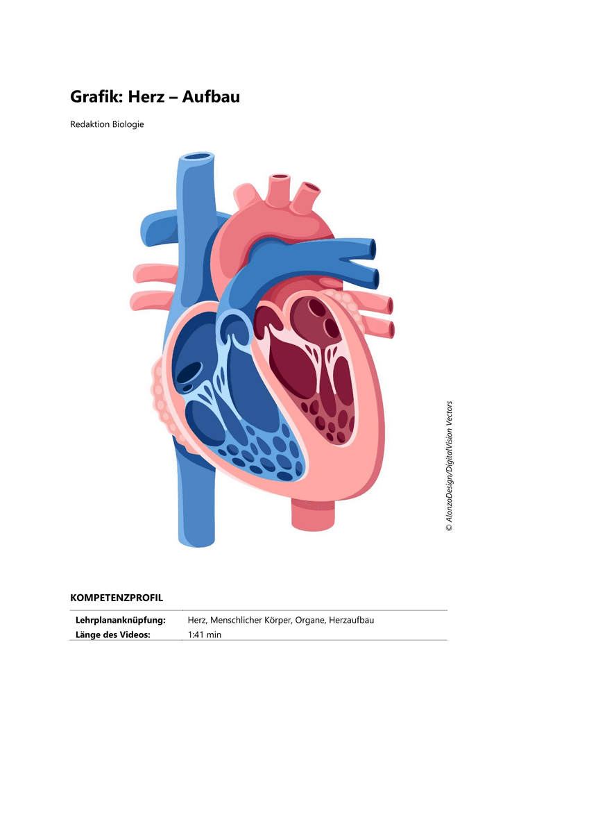 Lernen & Üben: Das Herz