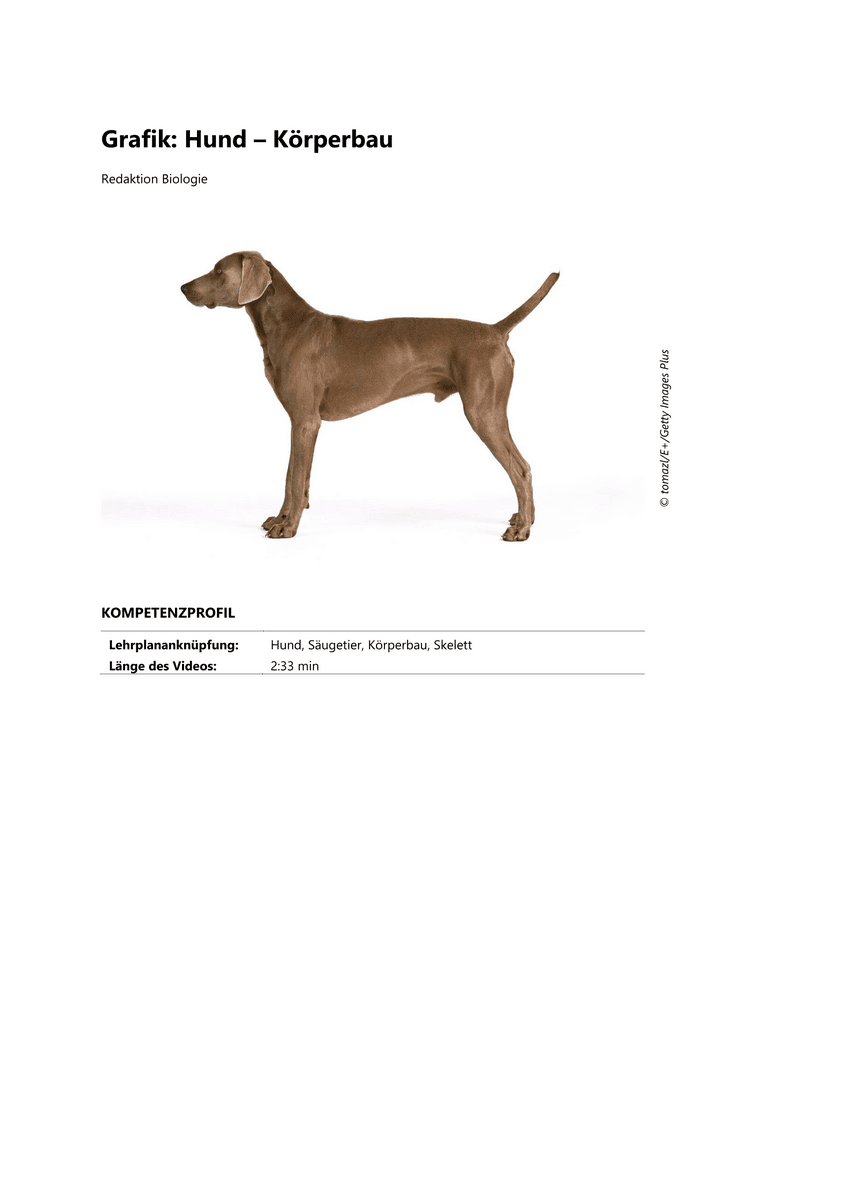 Grafik: Hund – Körperbau