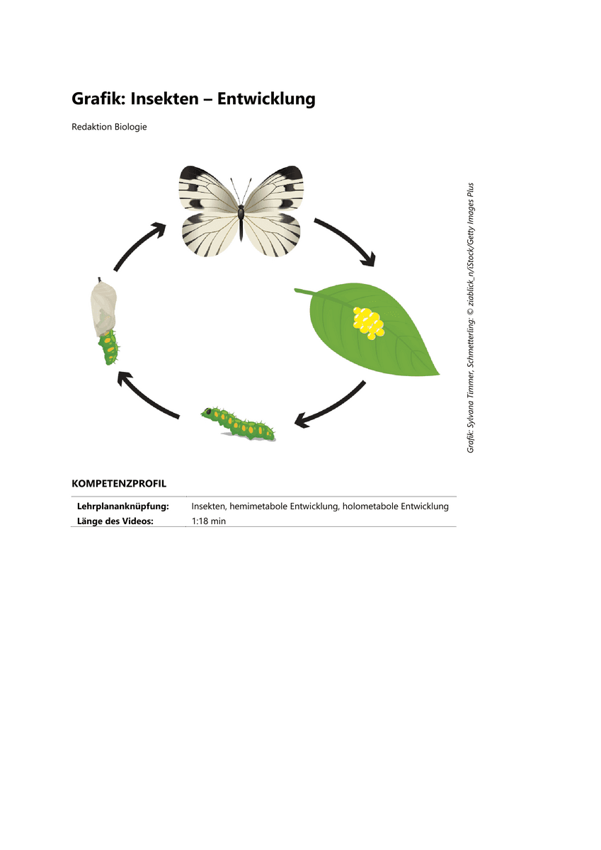Grafik: Insekten – Entwicklung