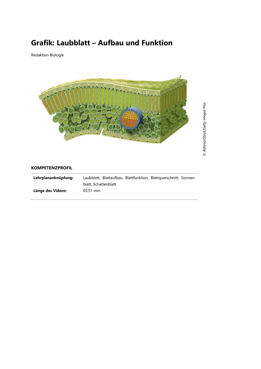Grafik: Laubblatt – Aufbau und Funktion