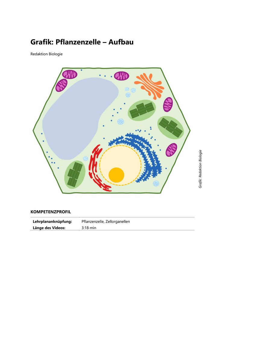 Grafik: Pflanzenzelle – Aufbau