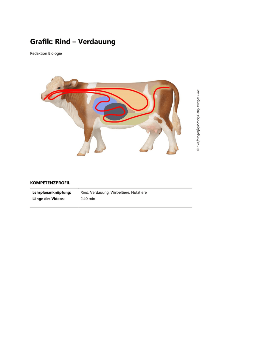Grafik: Rind – Verdauung