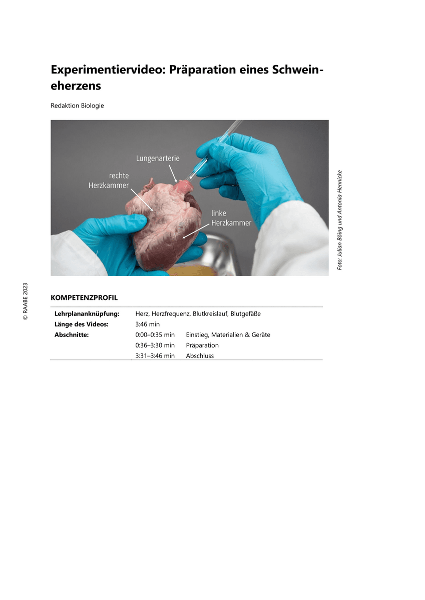 Experiment: Präparation eines Schweineherzens