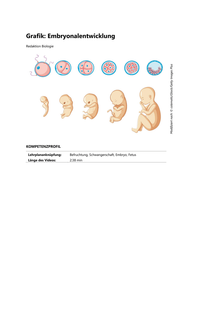 Grafik: Embryonalentwicklung