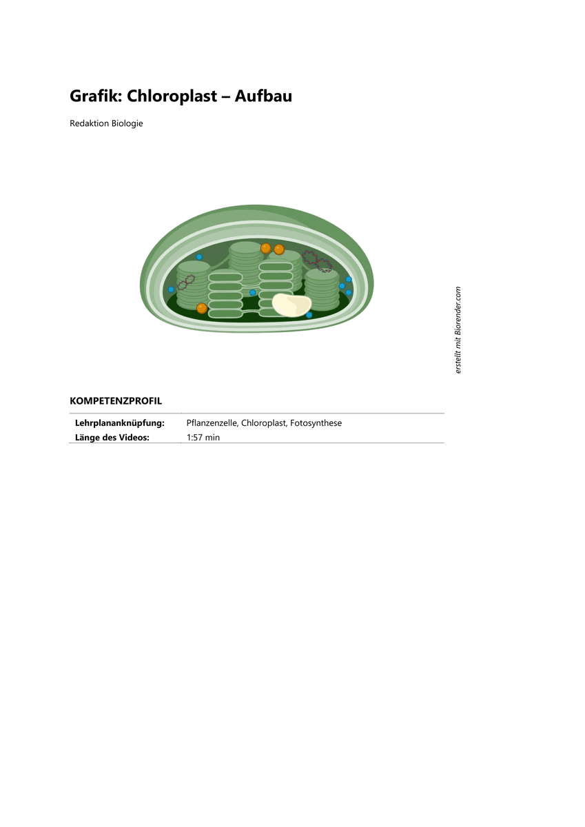 Grafik: Chloroplast – Aufbau