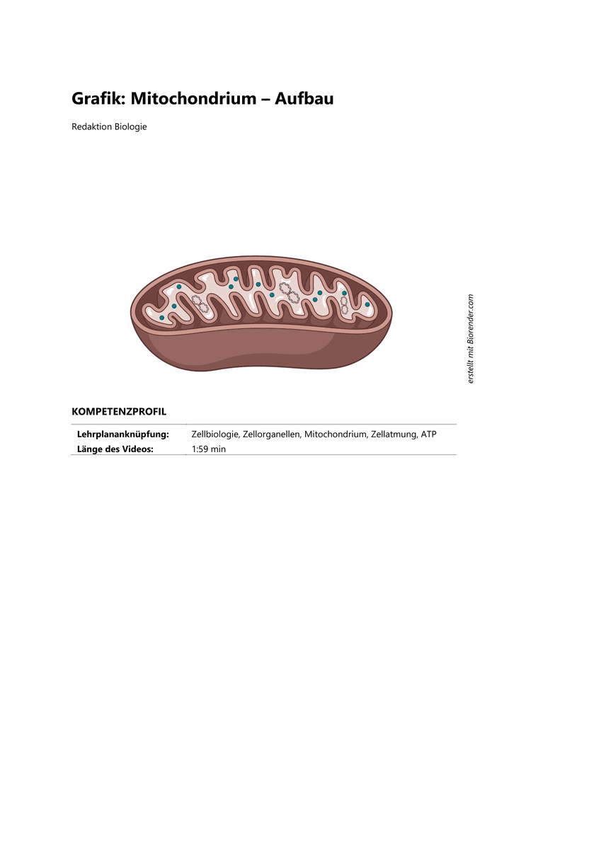 Grafik: Mitochondrium – Aufbau