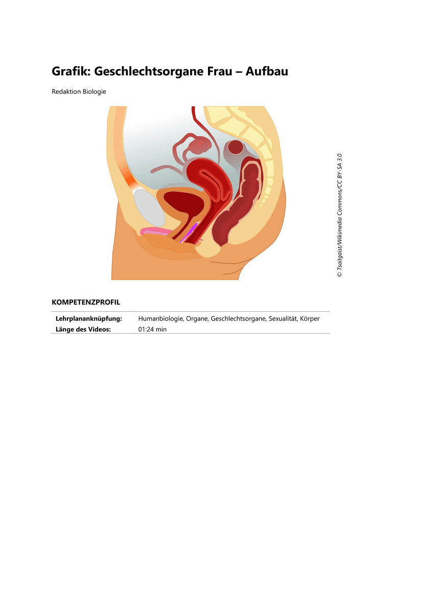 Lernen & Üben: Geschlechtsorgane der Frau