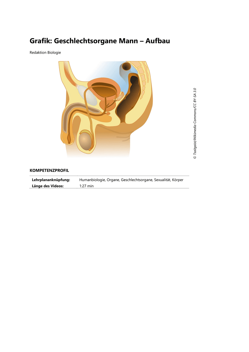 Lernen & Üben: Geschlechtsorgane des Mannes