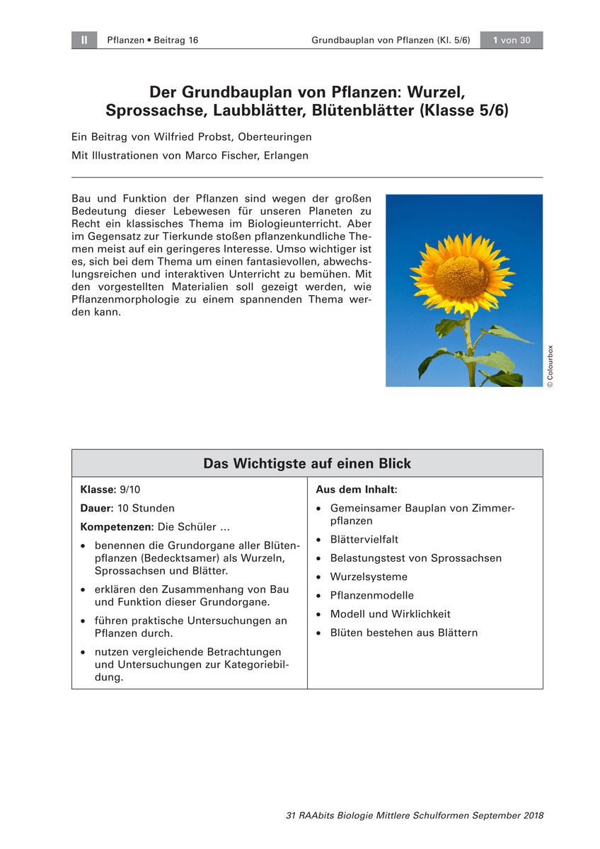 Der Grundbauplan von Pflanzen