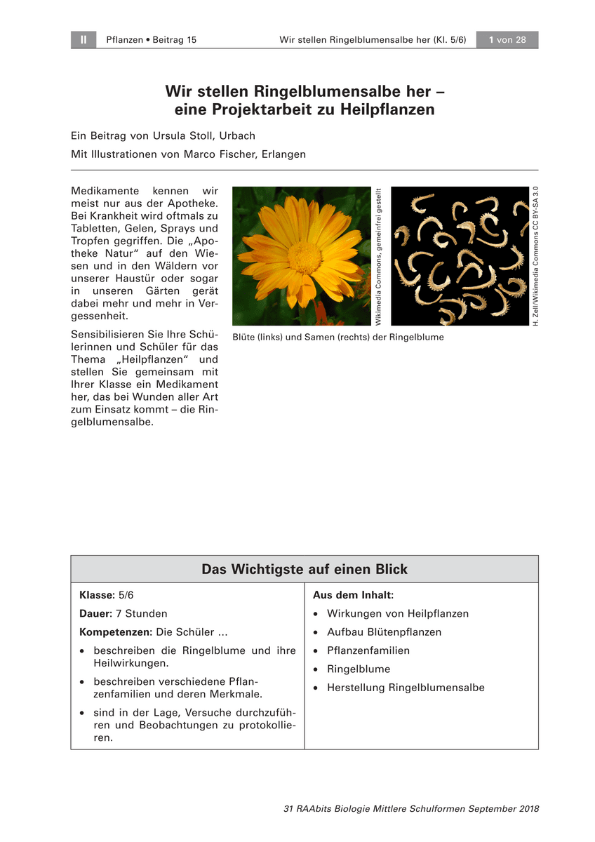 Wir stellen Ringelblumensalbe her